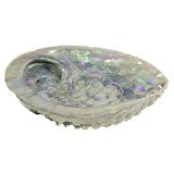 Abalone schelp.